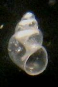 Rissoella diaphana